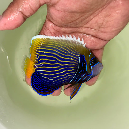 Emperor Angelfish 3.4-4” (Pomacanthus imperator)