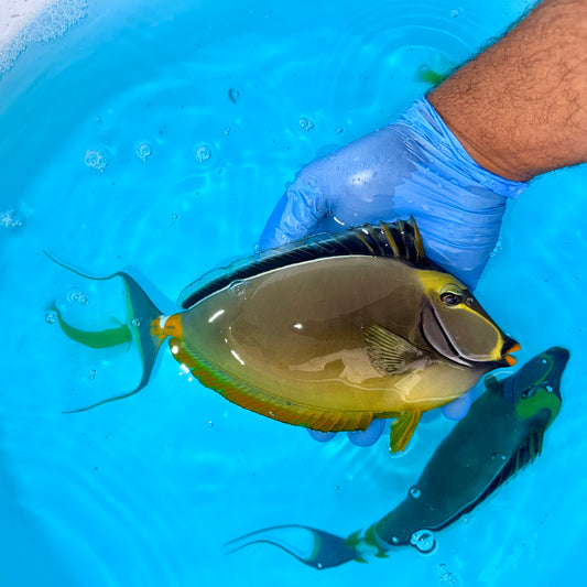 Naso tang male 9-10” with 3” streamers (Naso lituratus)