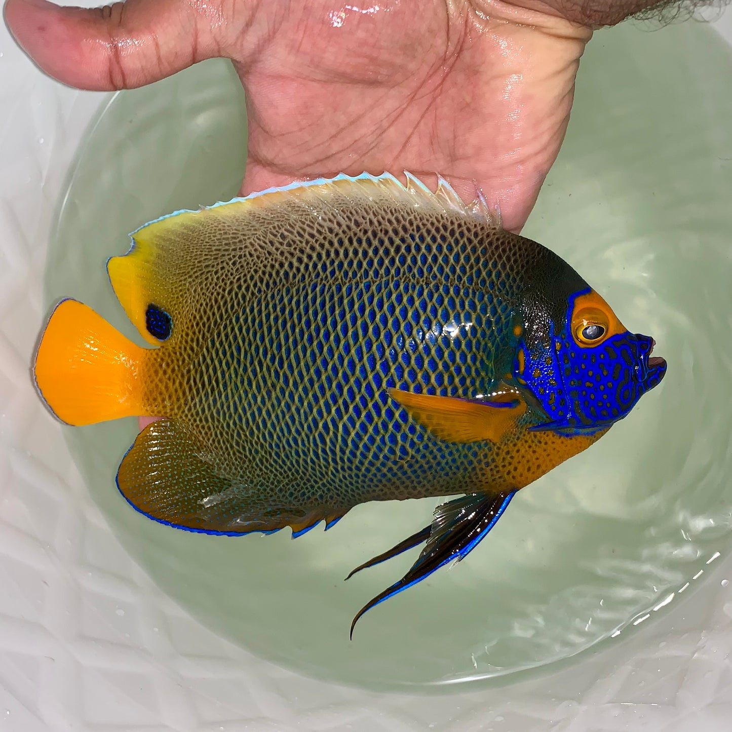 Blueface Angelfish 8”-9" (Pomacanthus xanthometopon)