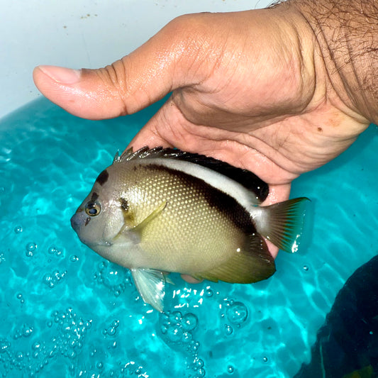 Griffis Angelfish 5-6”
(Apolemichthys griffisi)
