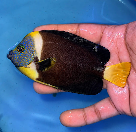 False Personifer Angelfish Male 5-6”(Chaetodontoplus meredithi)