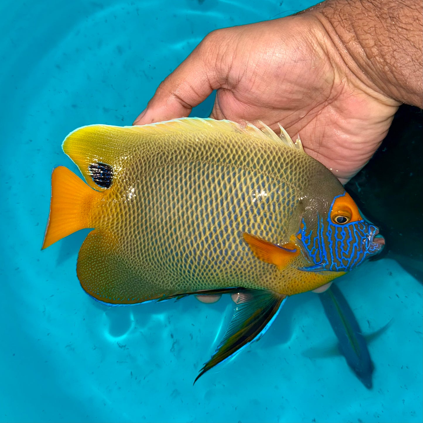 Blueface Angelfish 9" (Pomacanthus xanthometopon)