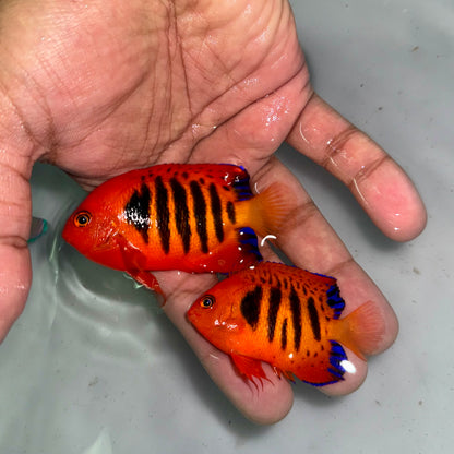 Christmas Island Flame Angel pair #1: (Centropyge loricula)