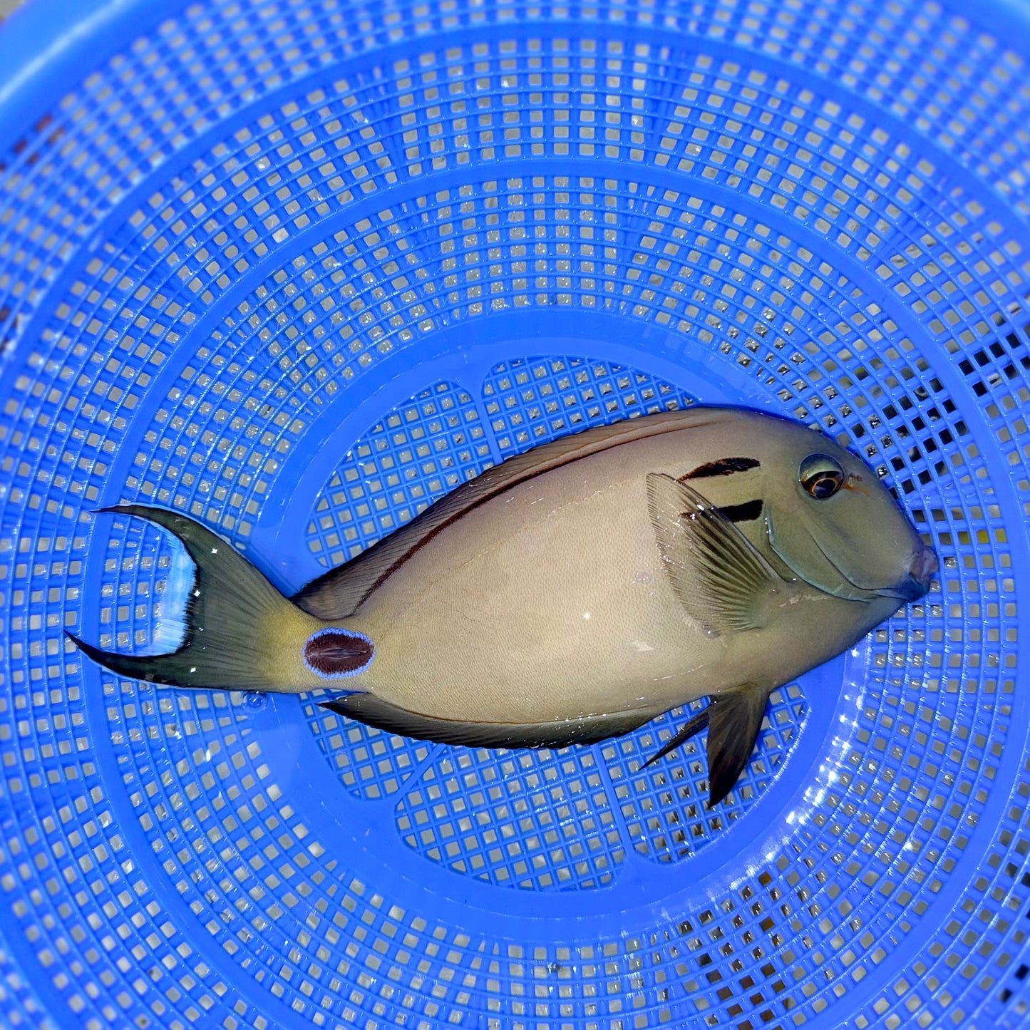 Lieutenant Tang 7-8” (Acanthurus tennenti)