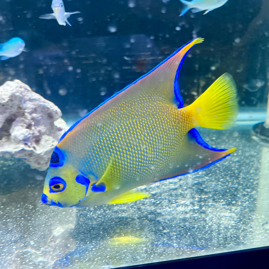 Queen angel 5-6” (Holacanthus ciliaris)