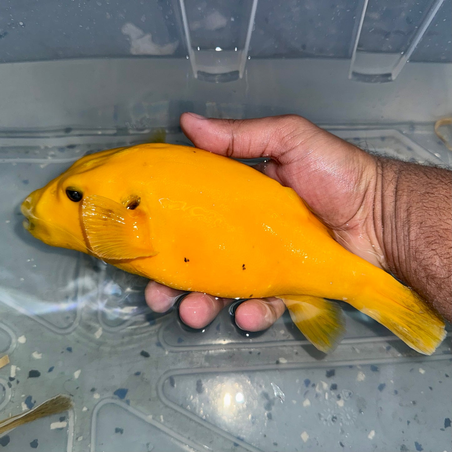 Golden Puffer 9” Christmas Island (Arothron meleagris)