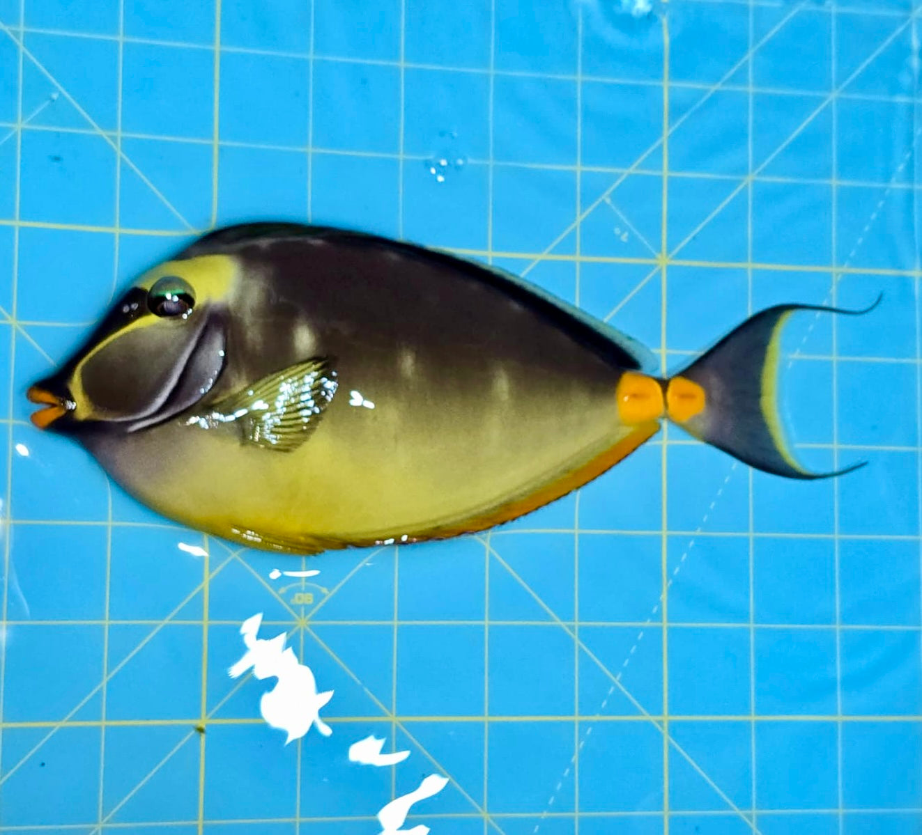 Naso tang male 8.5” with 1” streamers (Naso lituratus)