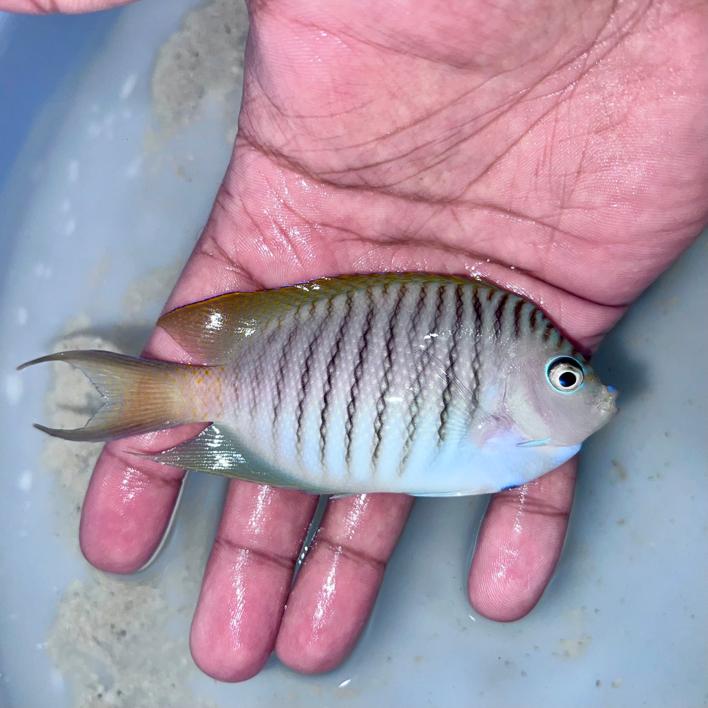 Lyretail Angelfish male 3.5-4.5” (Genicanthus melanospilos)