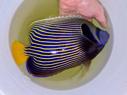 Orange tail Emperor Angelfish 12” (Pomacanthus imperator)