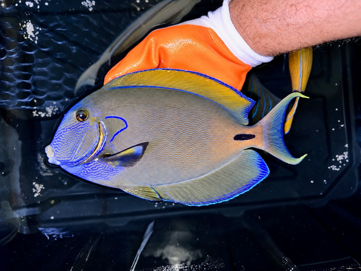 Fowleri Tang 11-12”
(Acanthurus fowleri)
