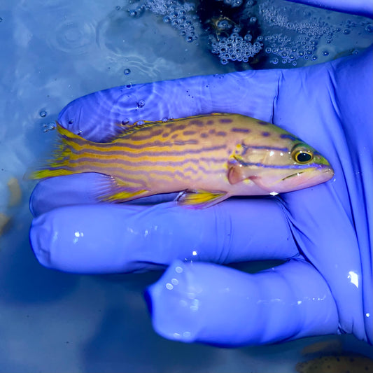 Polleni grouper 4” (Cephalopholis polleni)