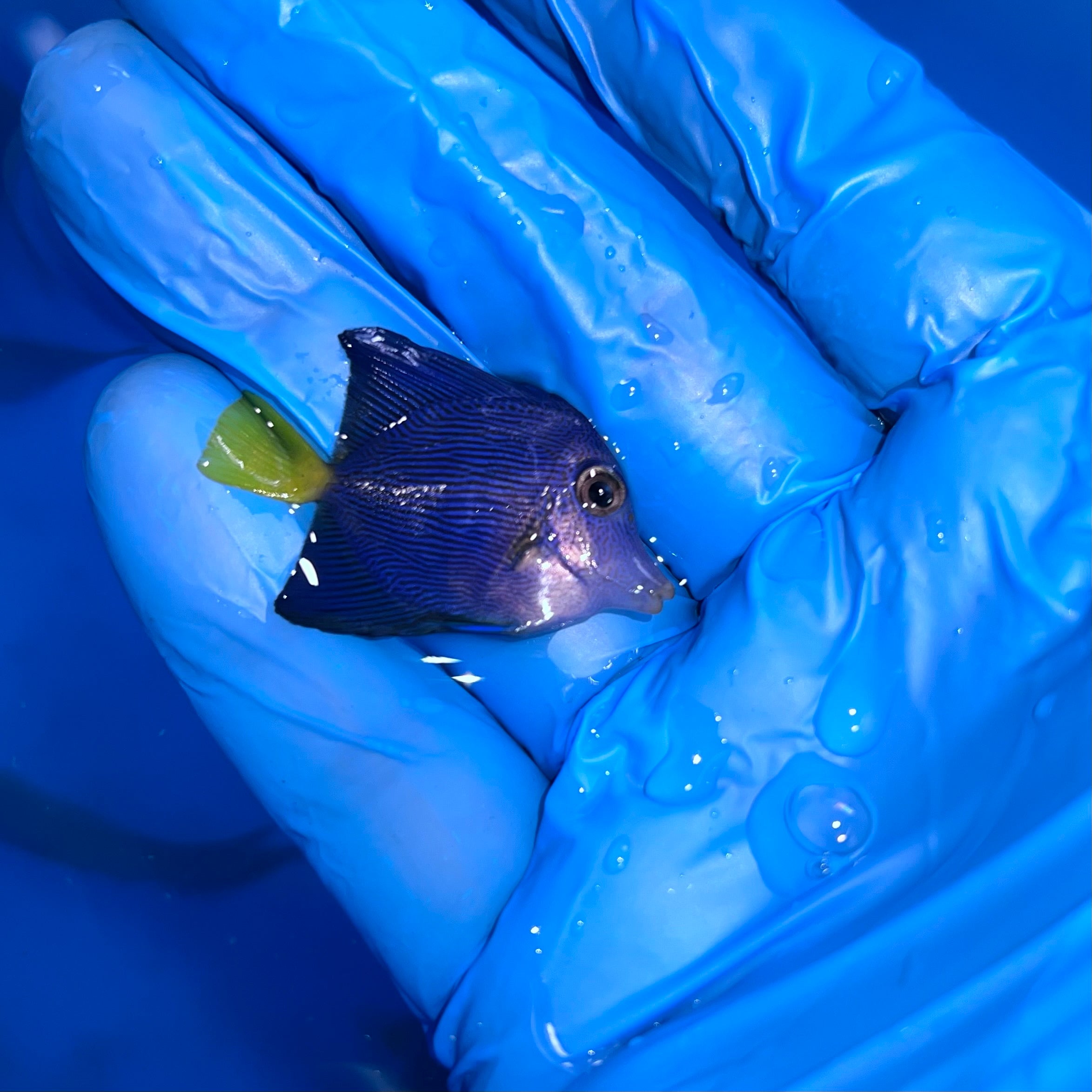 Tangs – Tropical tides aquatics