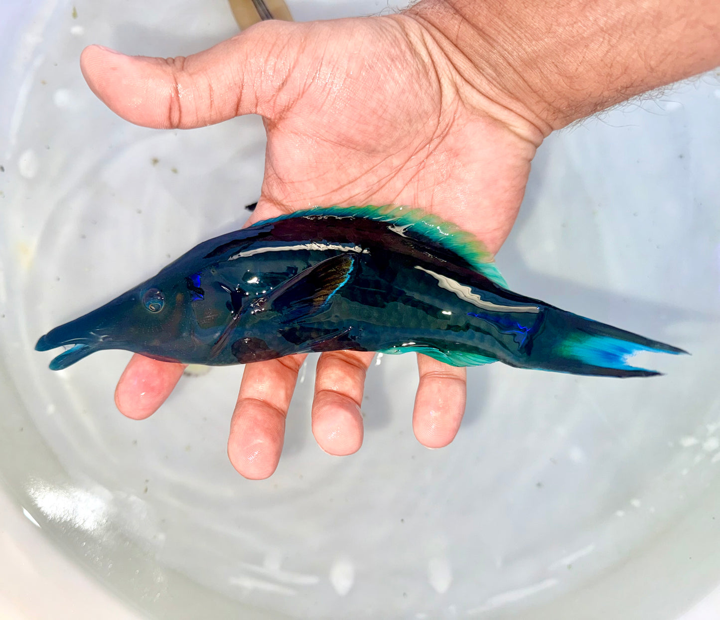 Green Bird wrasse male 8” (Gomphosus varius)