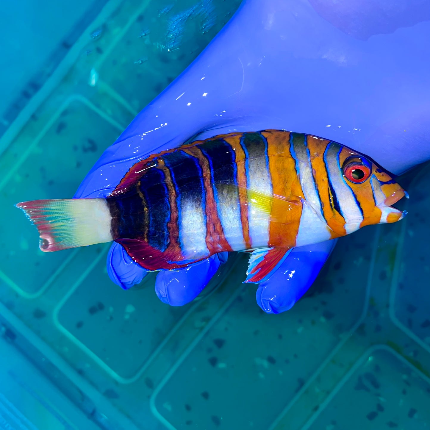Harlequin Tusk Australian 6-7" (Choerodon fasciatus)