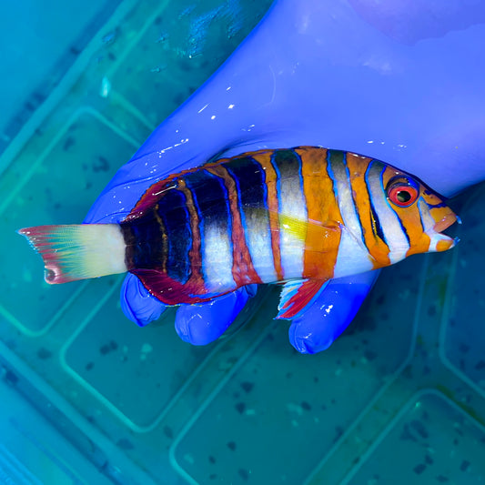 Harlequin Tusk Australian 6-7" (Choerodon fasciatus)