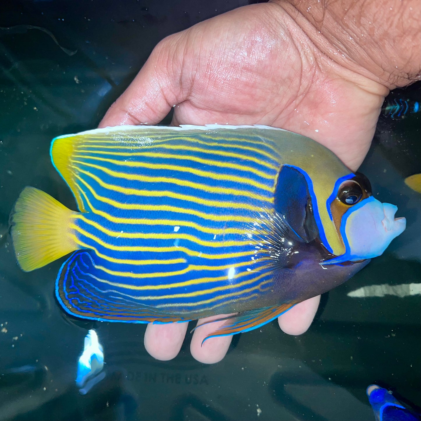 Emperor Angelfish 7” (Pomacanthus imperator)