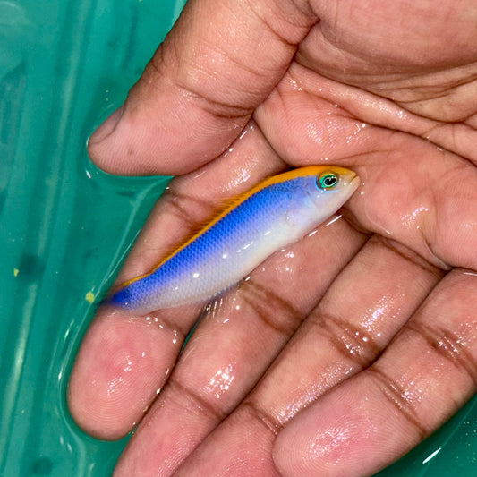 Sunrise Dottyback
(Pseudochromis flavivertex)