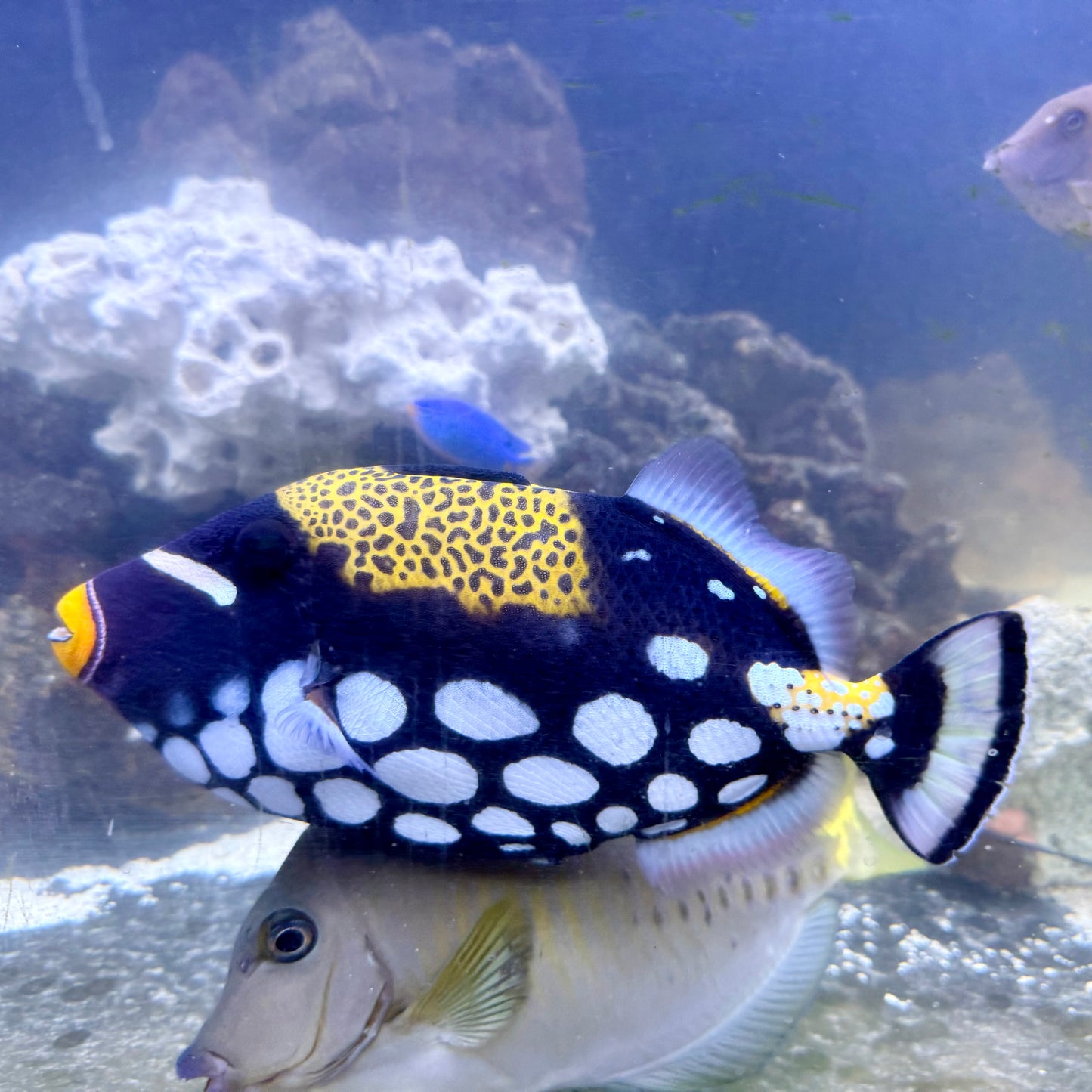 Clown trigger 9” (Balistoides conspicillum)