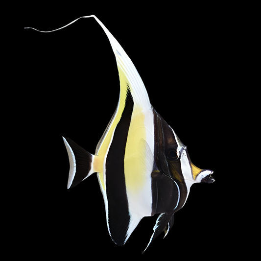 Moorish idol 3” (Zanclus cornutus)