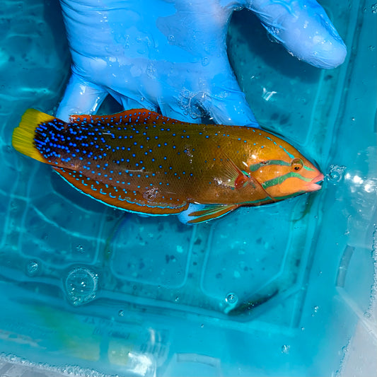Red Coris Wrasse 7”
(Coris gaimard)