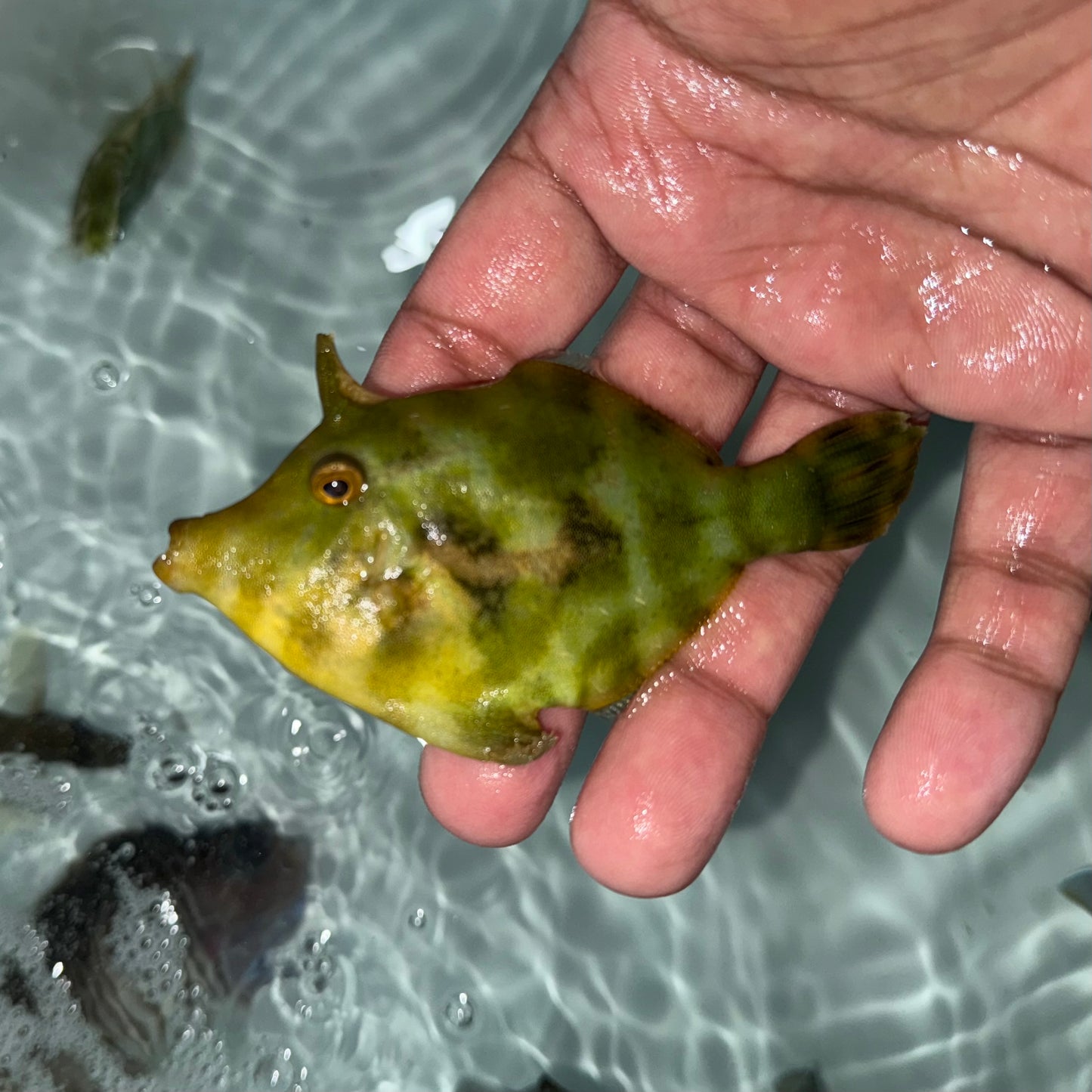 Green Aiptasia Eating Filefish 3”
(Acreichthys tomentosus)