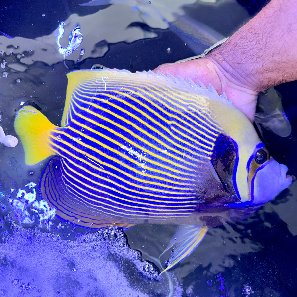 Emperor Angelfish 13” (Pomacanthus imperator)