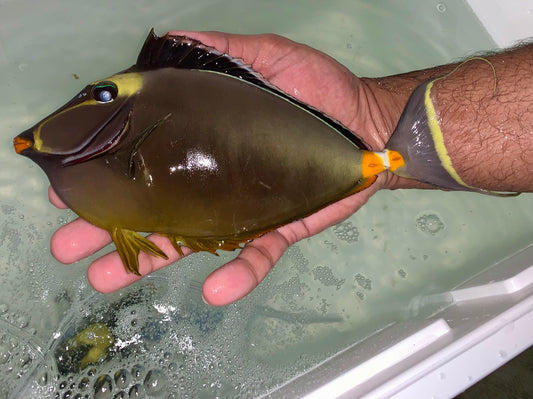 Naso tang male 9-10” + 2” streamers (Naso lituratus)