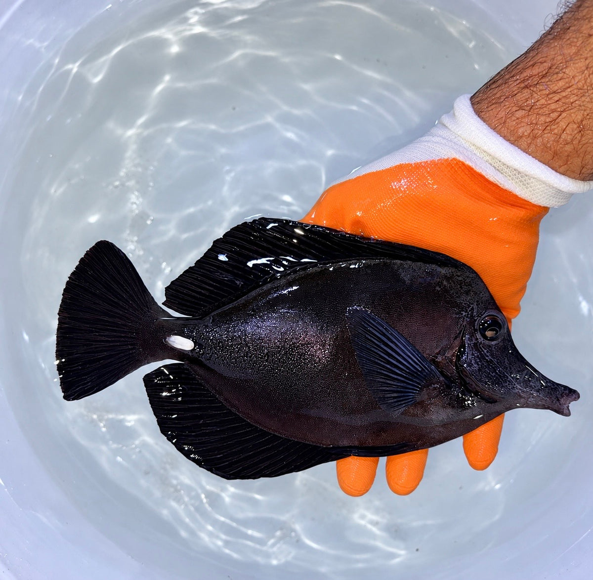 Black tang 9-10” (Zebrasoma rostratum)
