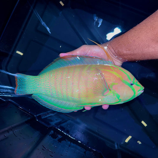 Formosa wrasse male 15-16” (Coris formosa)