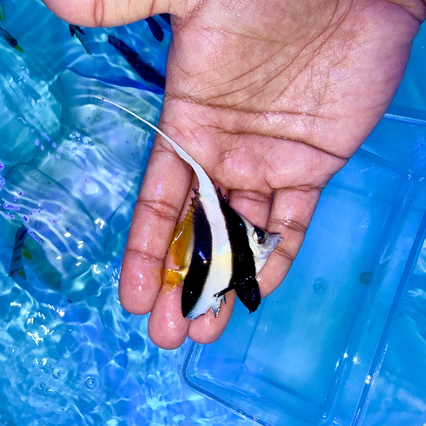 Heniochus Black and White Butterflyfish 2” (Heniochus acuminatus)