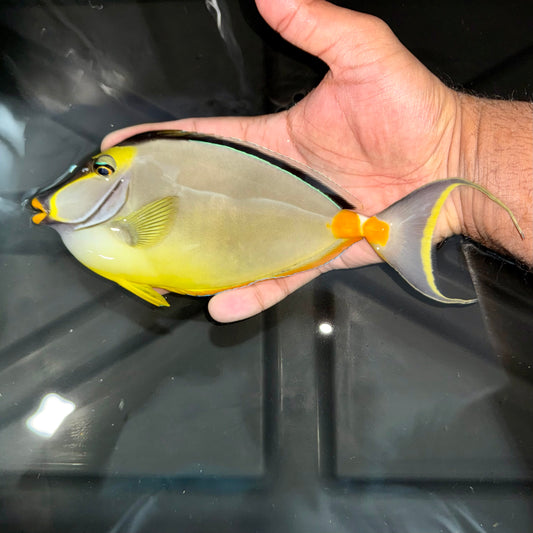 Naso tang male 8.5” with 1.5” streamers (Naso lituratus)