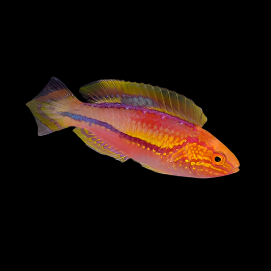 Pintail Fairy Wrasse 3”
(Cirrhilabrus isosceles)