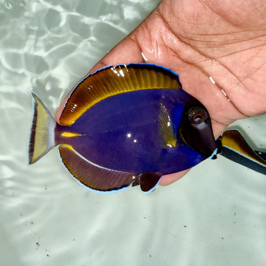 Hybrid powder blue tang 3.5-4”(Acanthurus leucosternon x nigricans)