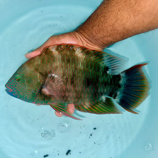 Tripletail Maori Wrasse Male 12-13”
(Cheilinus trilobatum)
