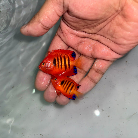 Christmas Island Flame Angel pair #2: (Centropyge loricula)