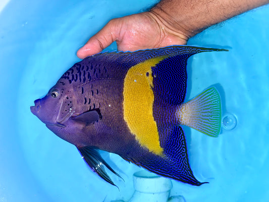 Maculosus angel 10-11” - Red Sea (Pomacanthus maculosus)