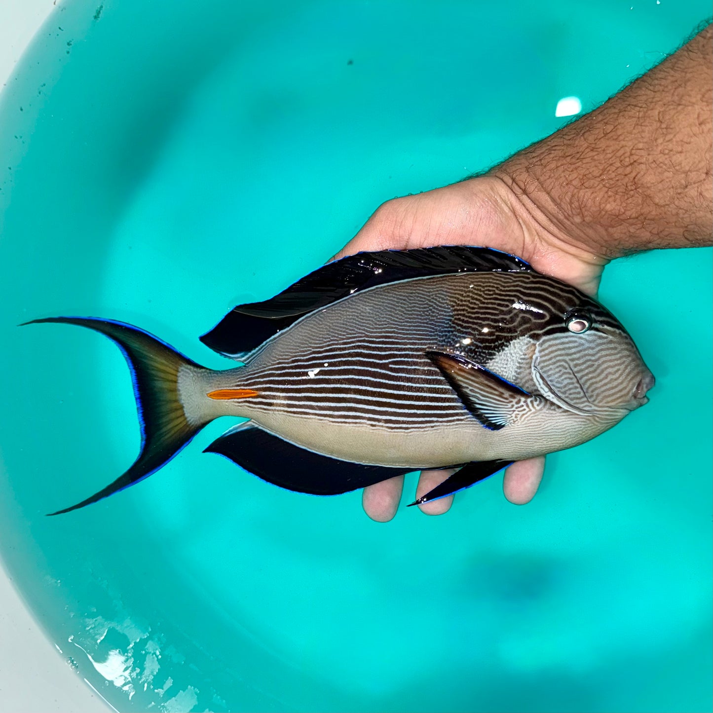 Sohal tang 12-13” (Acanthurus sohal)