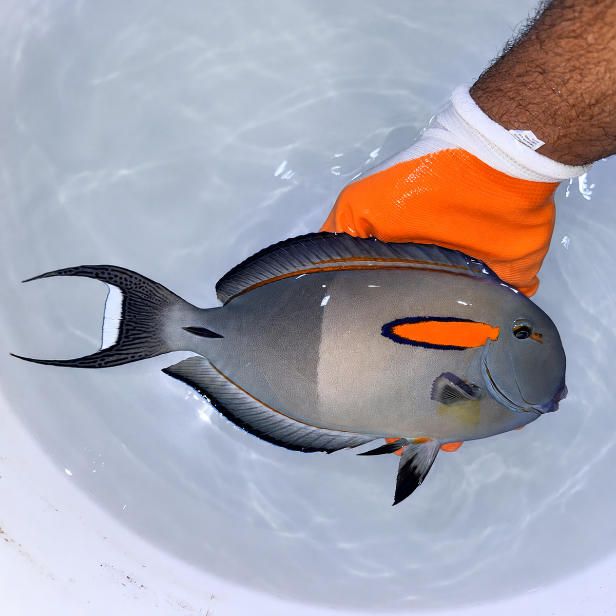 Orange shoulder tang 11” (Acanthurus olivaceus)