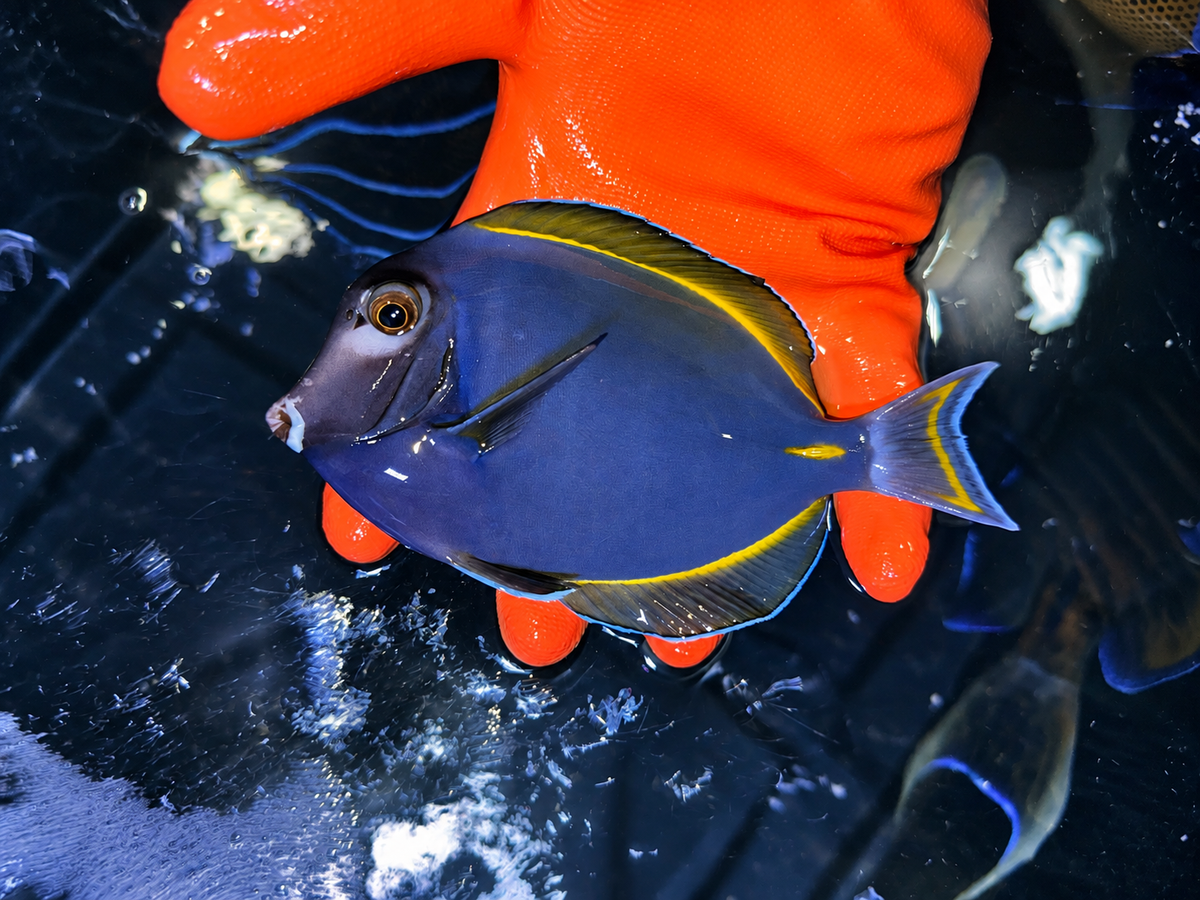 Hybrid powder blue tang 4”(Acanthurus leucosternon x nigricans)