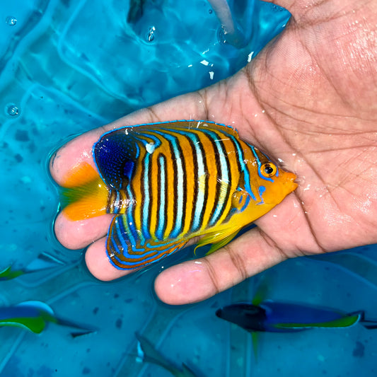 Yellow Belly Regal Angel 3.5" Maldives (Pygoplites diacanthus)