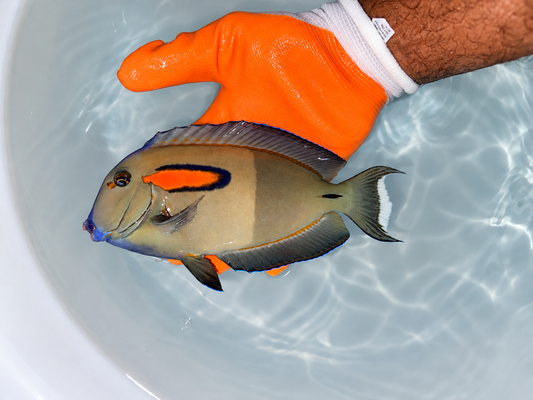Orange shoulder tang 7-8” (Acanthurus olivaceus)