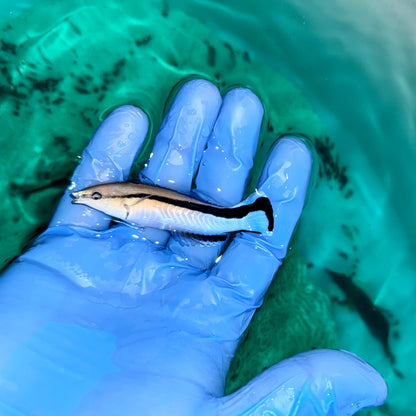 Blue Streak Cleaner wrasse 2.5–3.5” (Labroides dimidiatus)