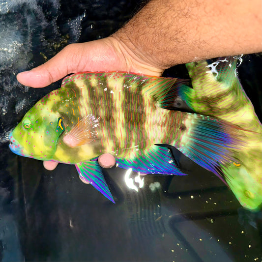 Male Broomtail Wrasse 10-11”
(Cheilinus lunulatus)