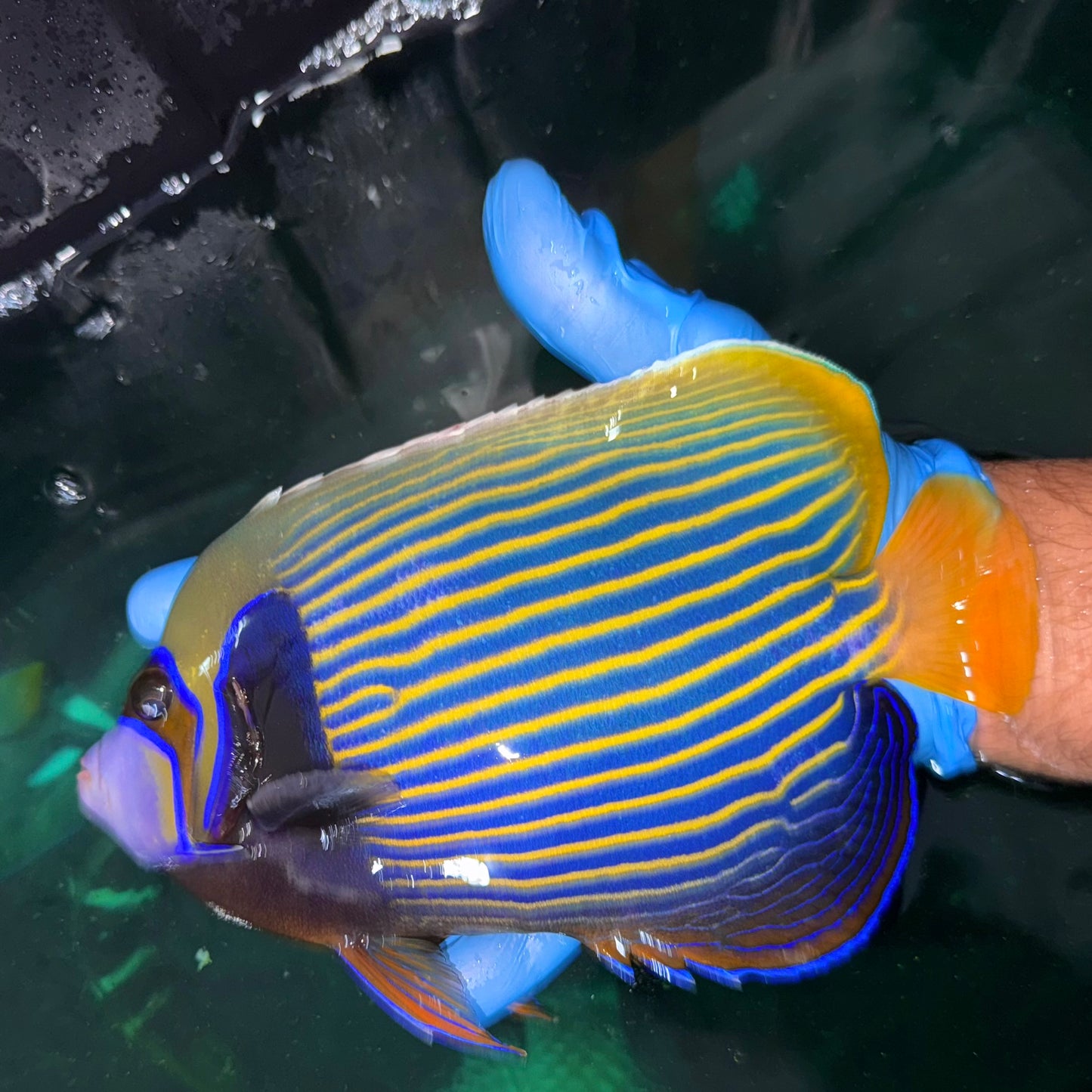 Emperor Angelfish 8-9” (Pomacanthus imperator)