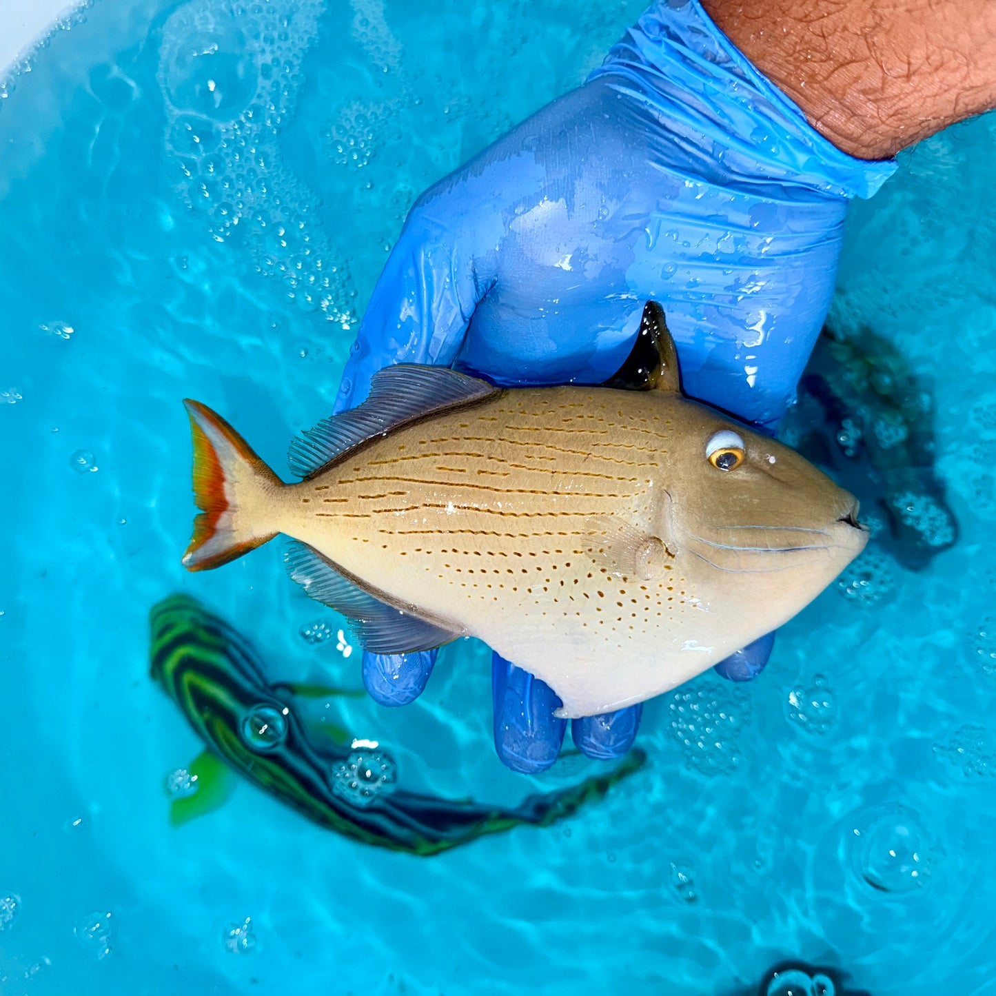 Linespot Trigger 5-6” 
(Xanthichthys lineopunctatus)