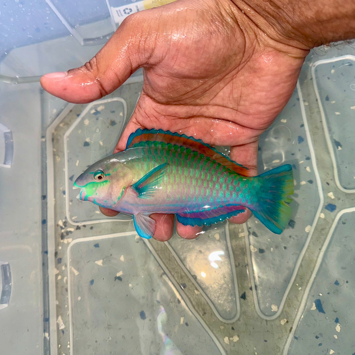 Quoyi Parrotfish 4-5” (Scarus quoyi)