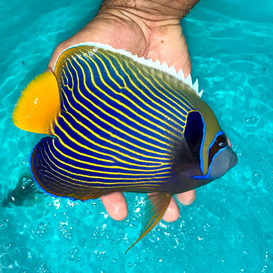 Orange tail Emperor Angelfish 7-8” (Pomacanthus imperator)
