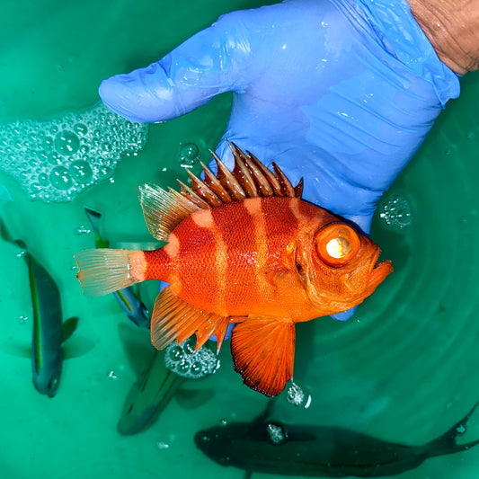 Popeye Catalufa fish 5-6" (Pristigenys serrula)