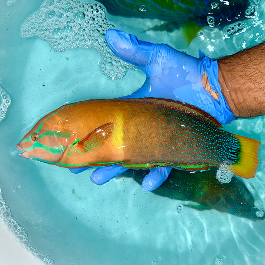 Male Red Coris Wrasse 10-11”
(Coris gaimard)