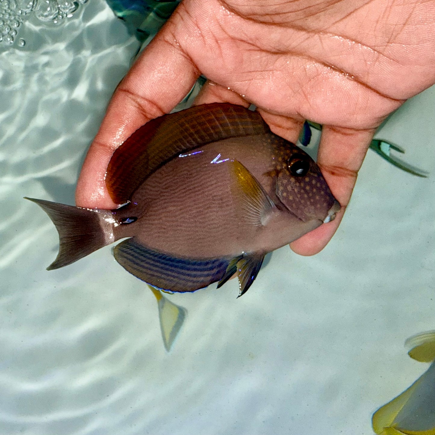 Maculiceps Tang 4”
(Acanthurus maculiceps)